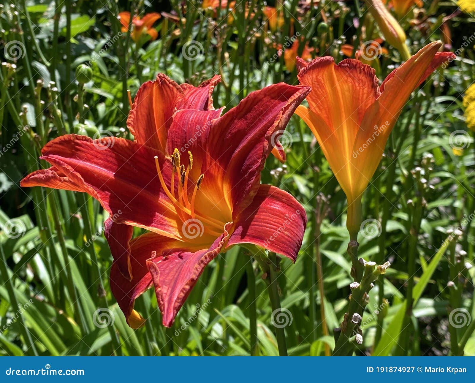 daylily hemerocallis `hexenrittÃ¢â¬Ë hemerocallis hybride `hexenrittÃ¢â¬Ë, die taglilie hemerocallis hexenritt, mainau - constance